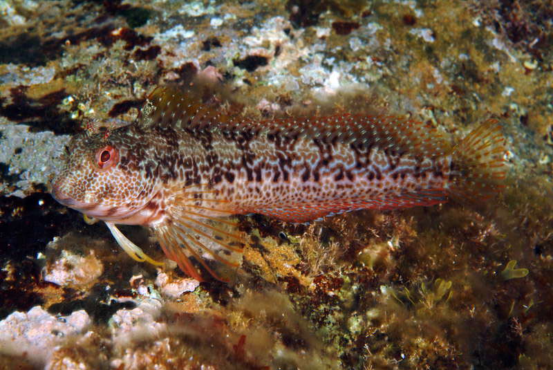 Hypleurochilus bananensis (Poll, 1959)